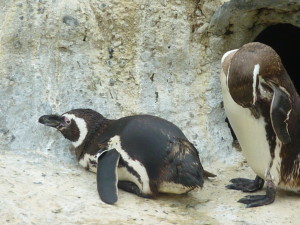 sfzoo_penguins