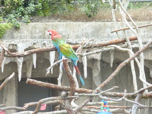 sfzoo_parrot