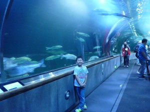 aquarium_of_the_bay